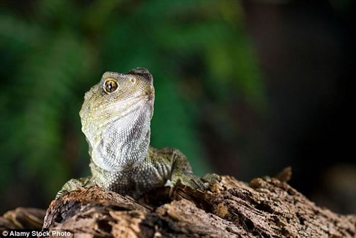 Ŀǰ��Ӣ������԰ר����38����˹���ֳ���̱����ᣬ�ݳƣ�����������������ж�����ѽ����˹���ֳ��