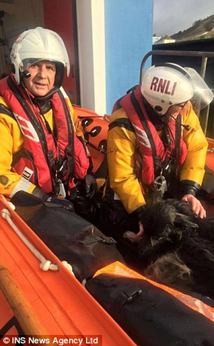 Ӣ��һֻ�¹�����ȮStormΪ׷��Ÿ���º�����1.6����Զ