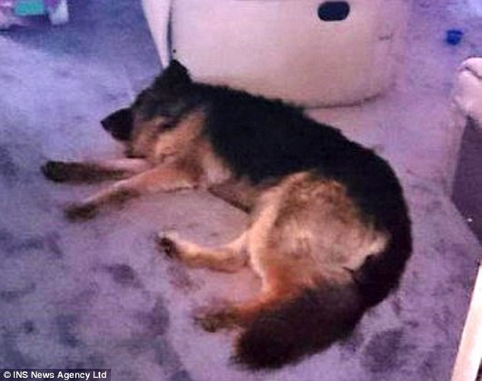 Ӣ��һֻ�¹�����ȮStormΪ׷��Ÿ���º�����1.6����Զ