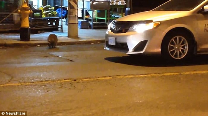 视频:加拿大浣熊过马路被车撞死,同伴抱尸体痛哭