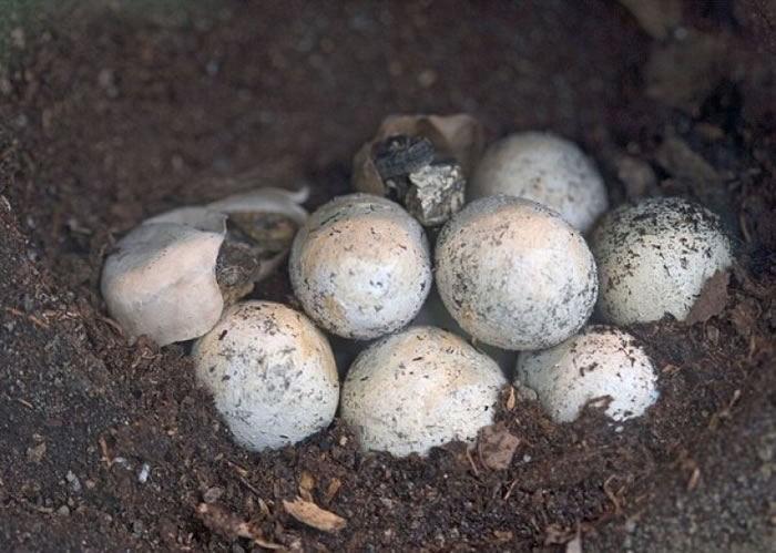 ������Ҫ���ܾ����ͷ���ѣ�ͼ���Ž��������ڷ�����