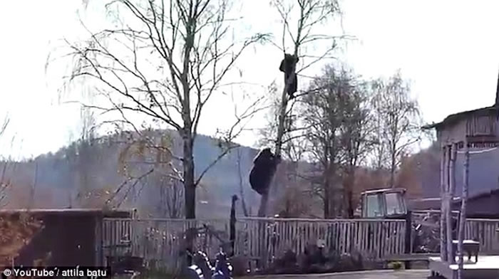 ս������Ҳ�Ż� ����˹���ӱ�����׷������