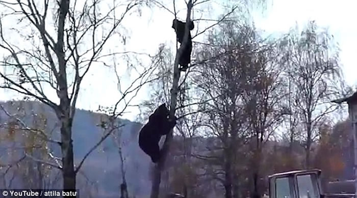 ս������Ҳ�Ż�������˹���ӱ�����׷����