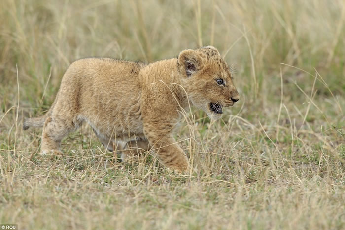 �����������������ҹ�԰��Ƥ��ʨ��ĸʨ����һ����ˬ