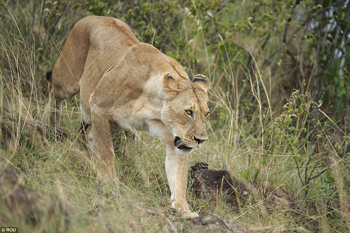 �����������������ҹ�԰��Ƥ��ʨ��ĸʨ����һ����ˬ