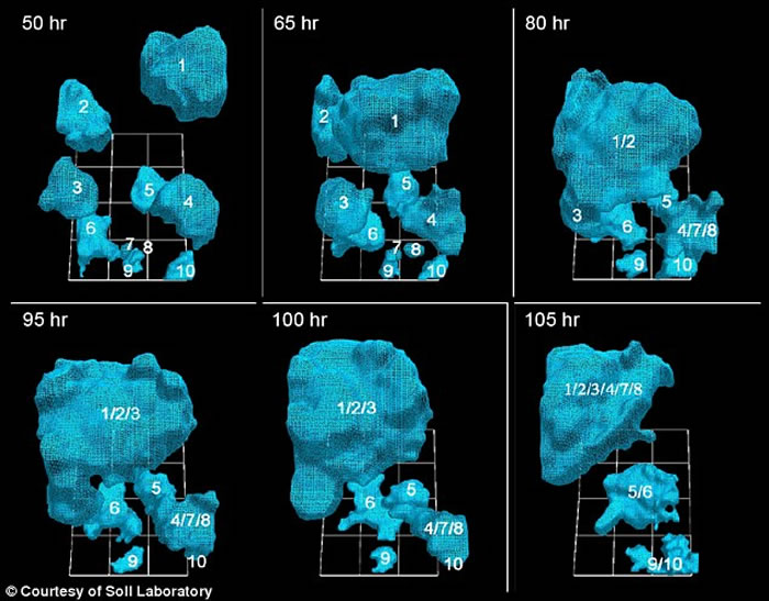 美国科学家利用3D摄影技术首次成功追踪癌细胞在人体内活动