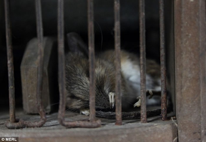 �����ְԱ��ǰ�ڼ��ڷ�����һֻ��ȥ������