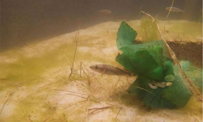 美国最新研究发现雄性之间的激烈竞争对新物种形成具有重要作用