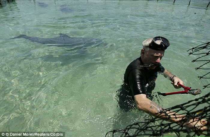 瑞克・欧贝瑞(Ric O’Barry)2004年在海地切割栅栏拯救封闭的6条海豚和六只海龟