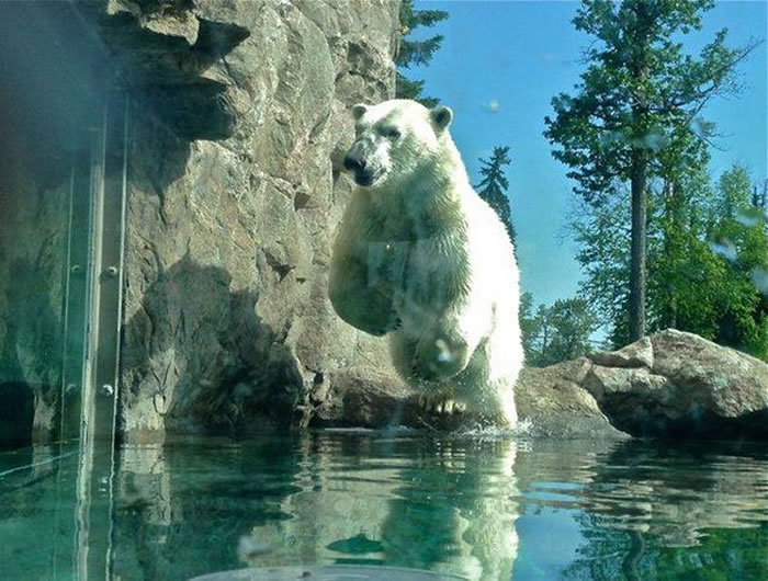 Ψһרűܵĵطô󰲴ʡ׿˱ܱ(Polar Bear Habitat)