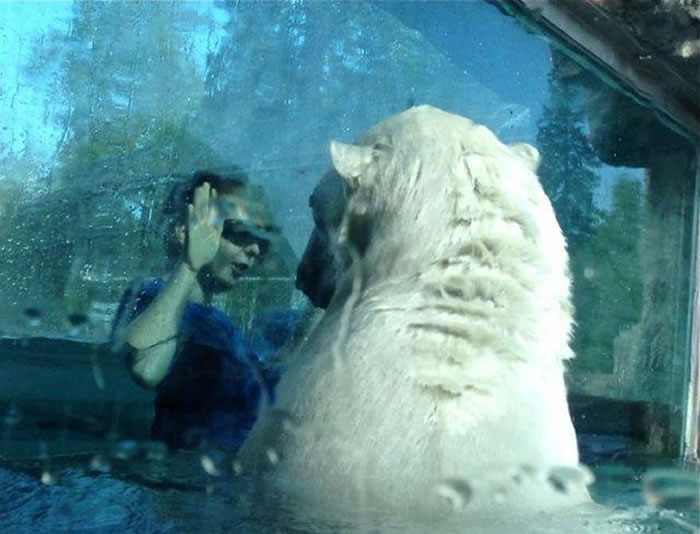 这是全球唯一北极熊共游保护区