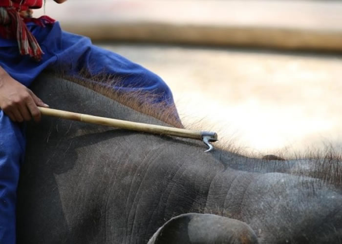 象夫会以牛钩敲打大象的身体。