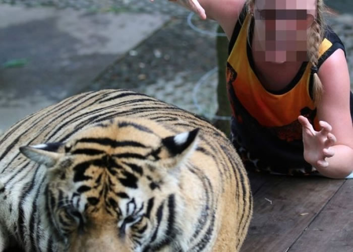老虎沦为人类拍照的“道具”。