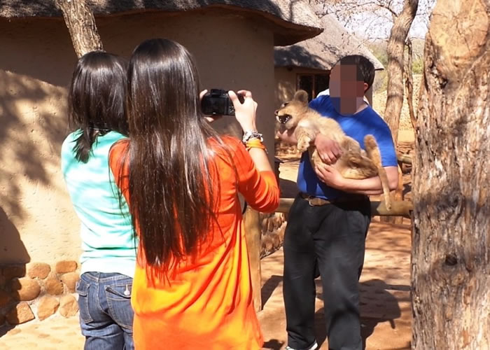 小狮子出生未足满月便被迫跟母狮分离。
