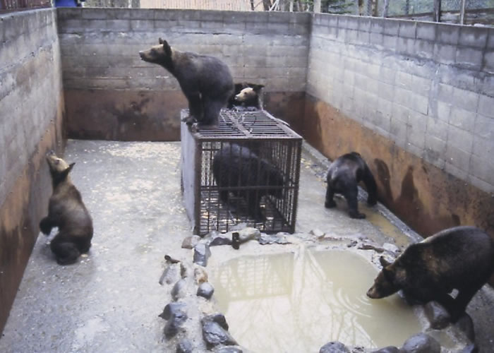 有些熊会被囚禁在十分狭小的空间,令它们饱受压抑。