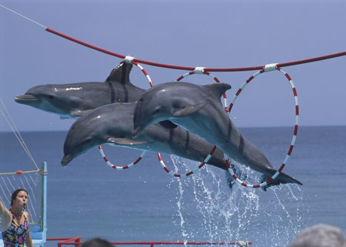 海豚被训练作表演,会出现因压力引起的疾病。