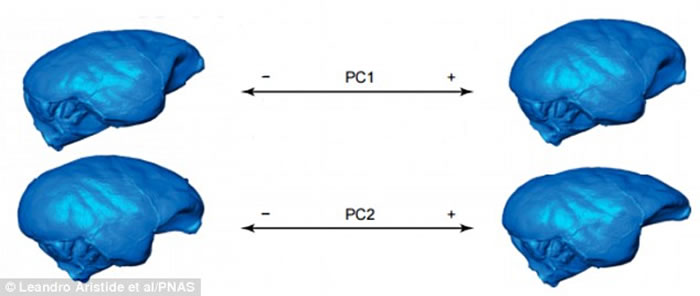 新大陆猴大脑形状的进化