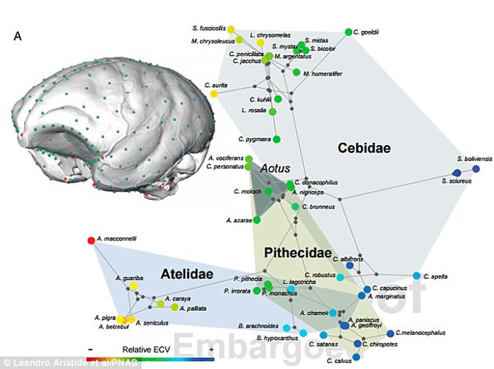 新大陆猴大脑形状的进化