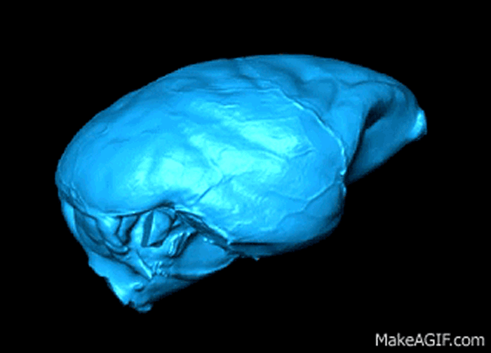 新大陆猴大脑形状的进化