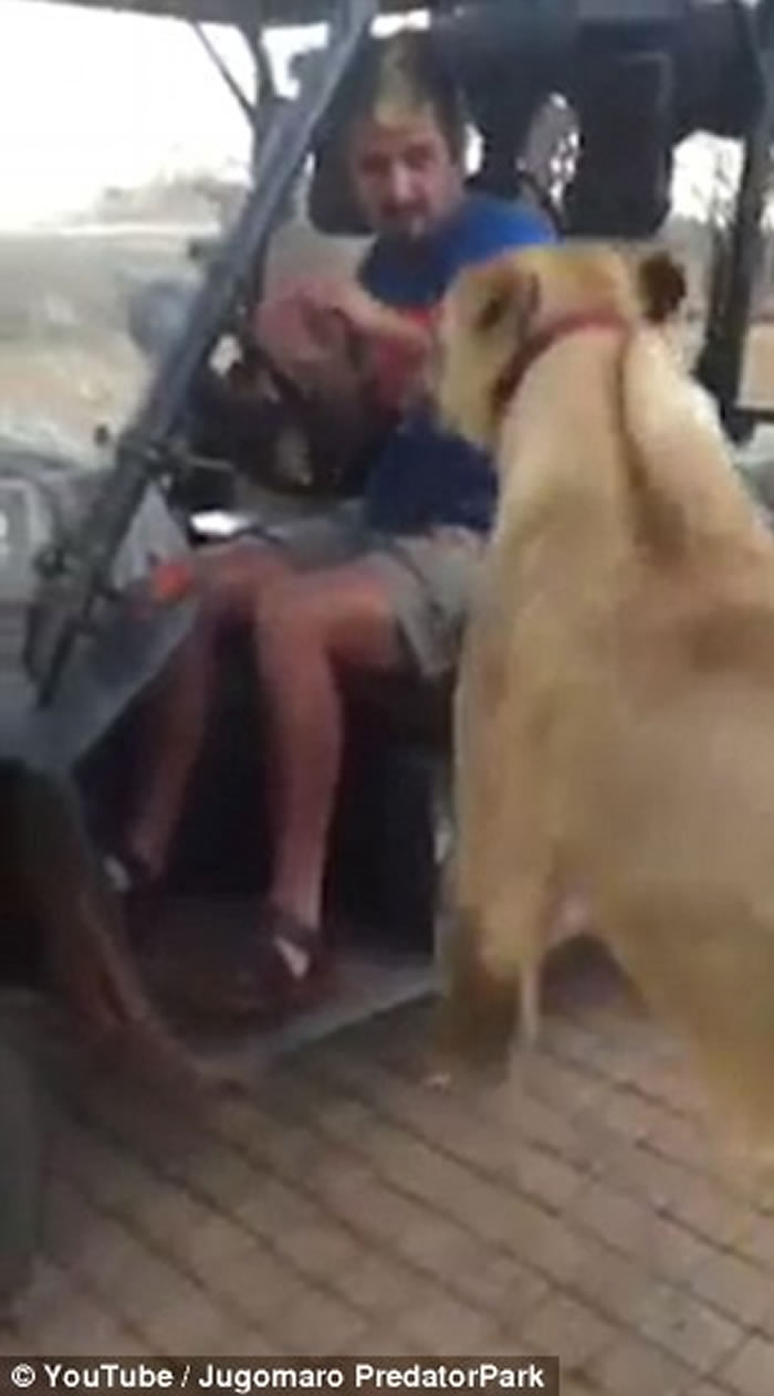 �Ϸ���ʳ�߹�԰ĸʨ��LaylieӲҪ���Ϲ�����