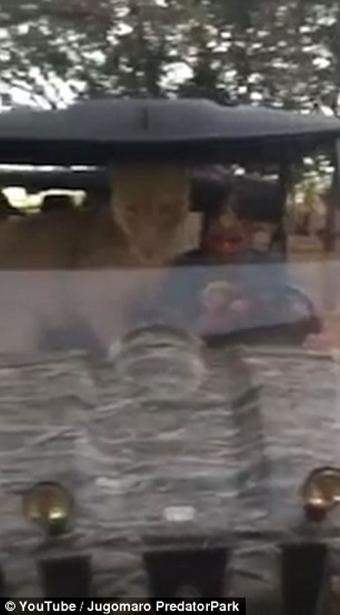 �Ϸ���ʳ�߹�԰ĸʨ��LaylieӲҪ���Ϲ�����