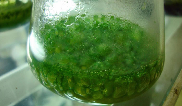 这些细菌实际上是微小的眼球