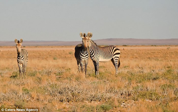 以色列学生在纳米比亚旅行时抓拍到一对只有一个脑袋