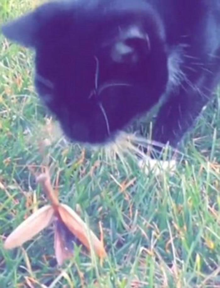 ������èצ��������뷴��һ��KO