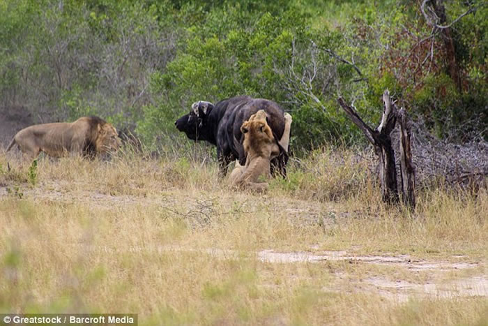 Ϸǿ³ҹ԰ˮţ̴̥ʨ