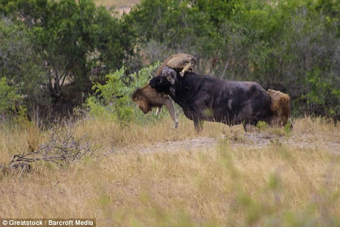 Ϸǿ³ҹ԰ˮţ̴̥ʨ