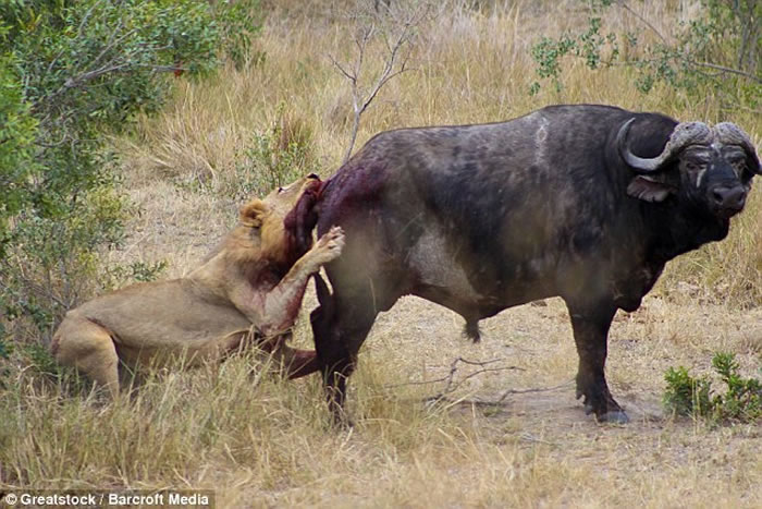 Ϸǿ³ҹ԰ˮţ̴̥ʨ