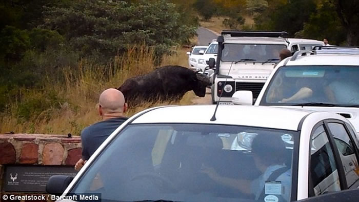 Ϸǿ³ҹ԰ˮţ̴̥ʨ