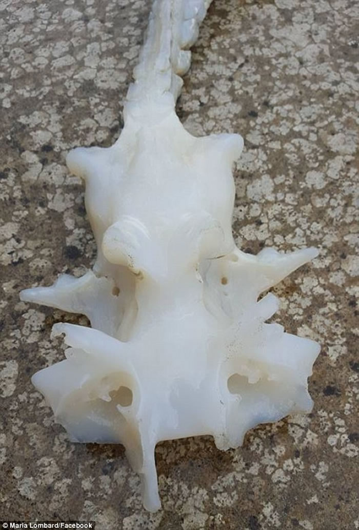 ����������ٺ�̲���������������ǣ�ԭ������ħ����