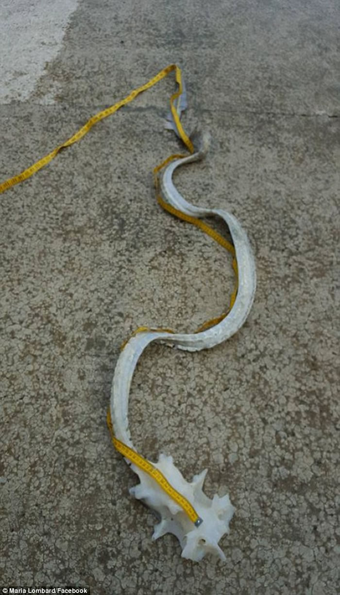 ����������ٺ�̲���������������ǣ�ԭ������ħ����