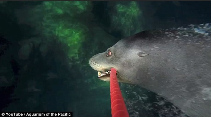 ����ˮ��ݺ�ʨMiloѧ���á����Ĺ���