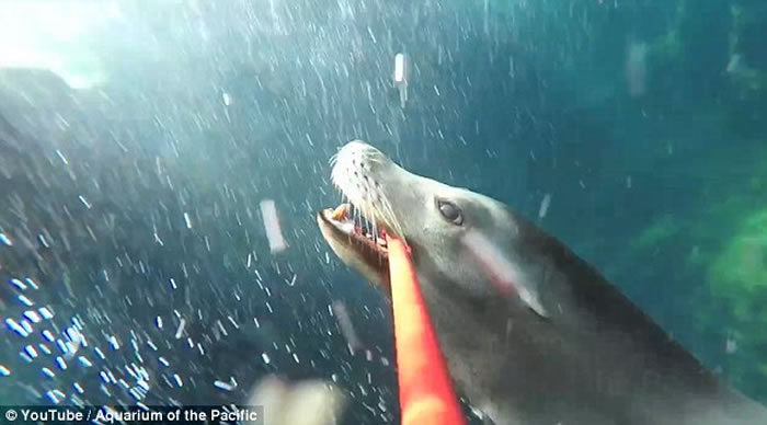 ����ˮ��ݺ�ʨMiloѧ���á����Ĺ���