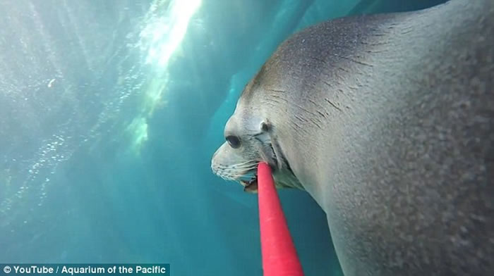 ����ˮ��ݺ�ʨMiloѧ���á����Ĺ���