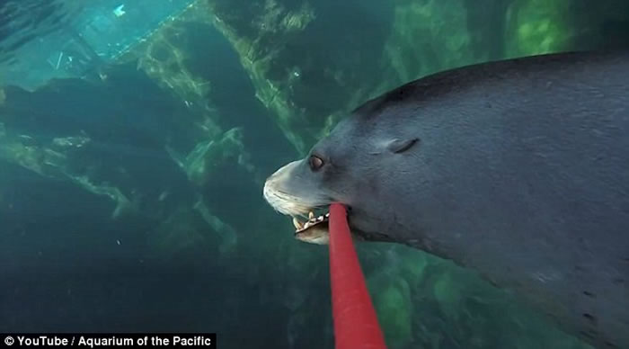 ����ˮ��ݺ�ʨMiloѧ���á����Ĺ���