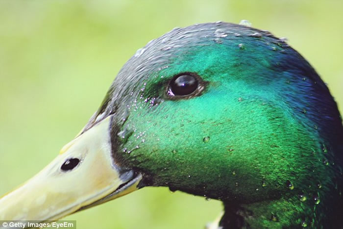 ��������ѧ����ơ�Ѽ��ͼ�� ���ֵڶ�ֻ�����ʱ��ɷ�ӳ���ԡ�˼���ٶȡ�