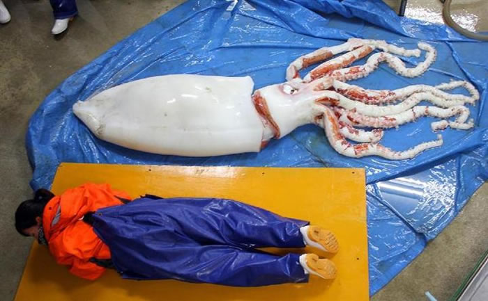 日本秋田县海岸发现大王乌贼 隔天发生地震