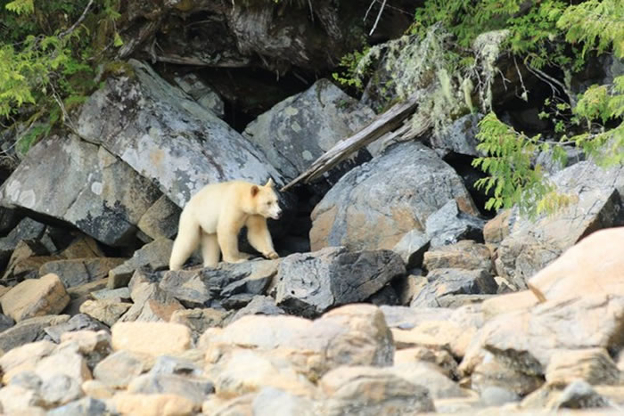 柯莫德熊洁白身影像是奇幻的影子,在自然界中如此大型的纯白动物非常少见。