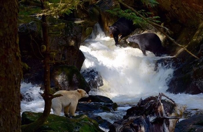 大熊雨林环境得天独厚,如今有了严格的规定保护,未来生态或许能更加蓬勃。