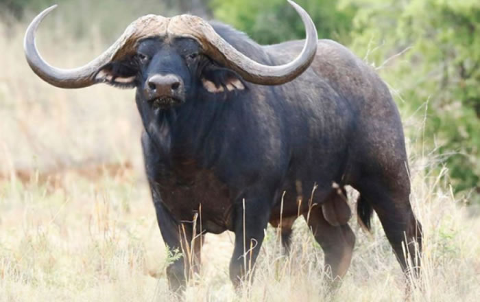 ȫˮţƽߡ(Horizon)ֵ7200Ԫ