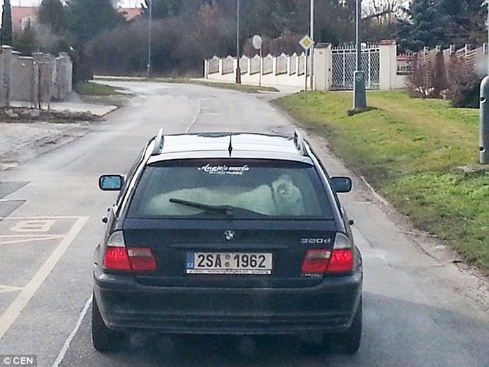 捷克首都布拉格郊区一辆宝马车后座上趴着2只白色狮子