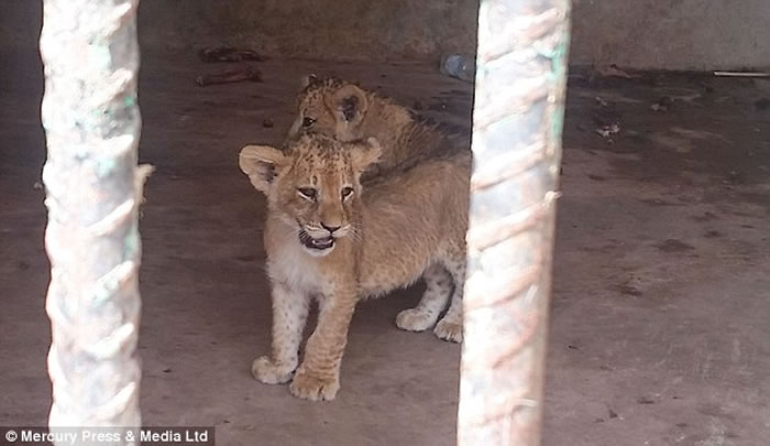 Ҳ�Ŷ���԰���ද�Ｂ�������������ɱ��ʳ��ı������