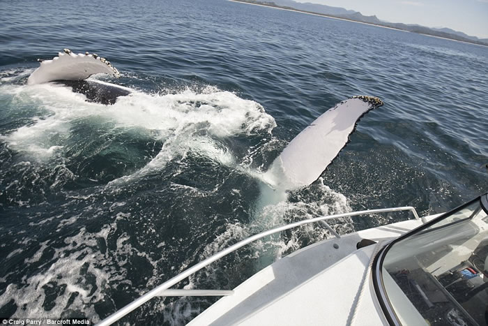 ˮӰʦCraig ParryڰĴͷ40ؾ;