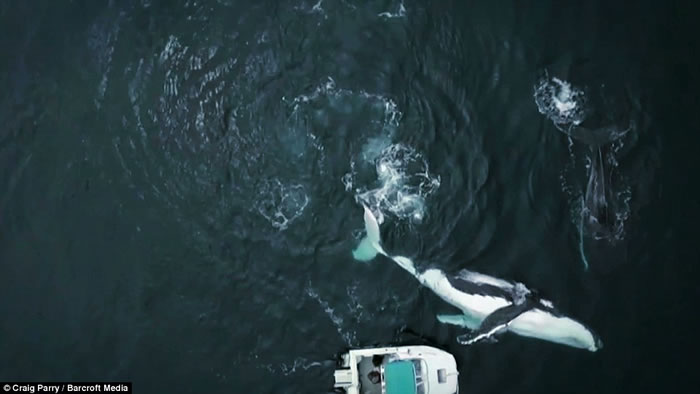 ˮӰʦCraig ParryڰĴͷ40ؾ;