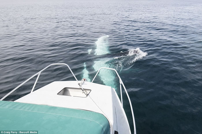 ˮӰʦCraig ParryڰĴͷ40ؾ;