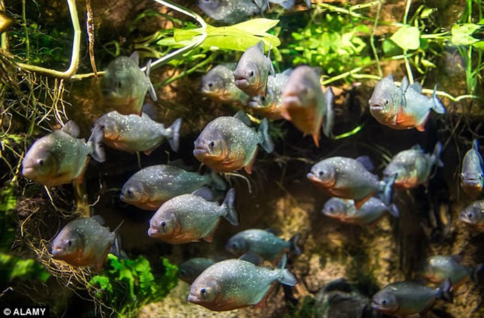 ������������̬���� ����ʳ���㡪��ˮ���㿪ʼƵ����������