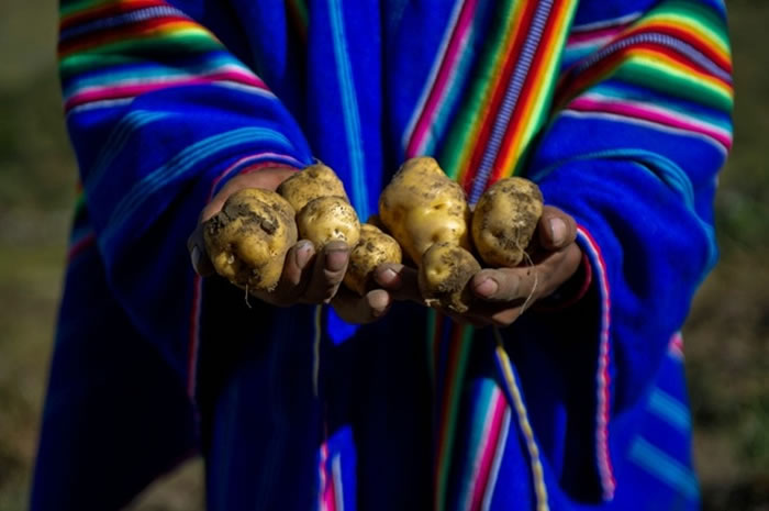 NASA将在秘鲁试种火星马铃薯